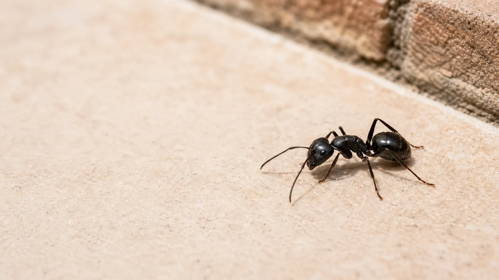 Hormiga negra de jardín