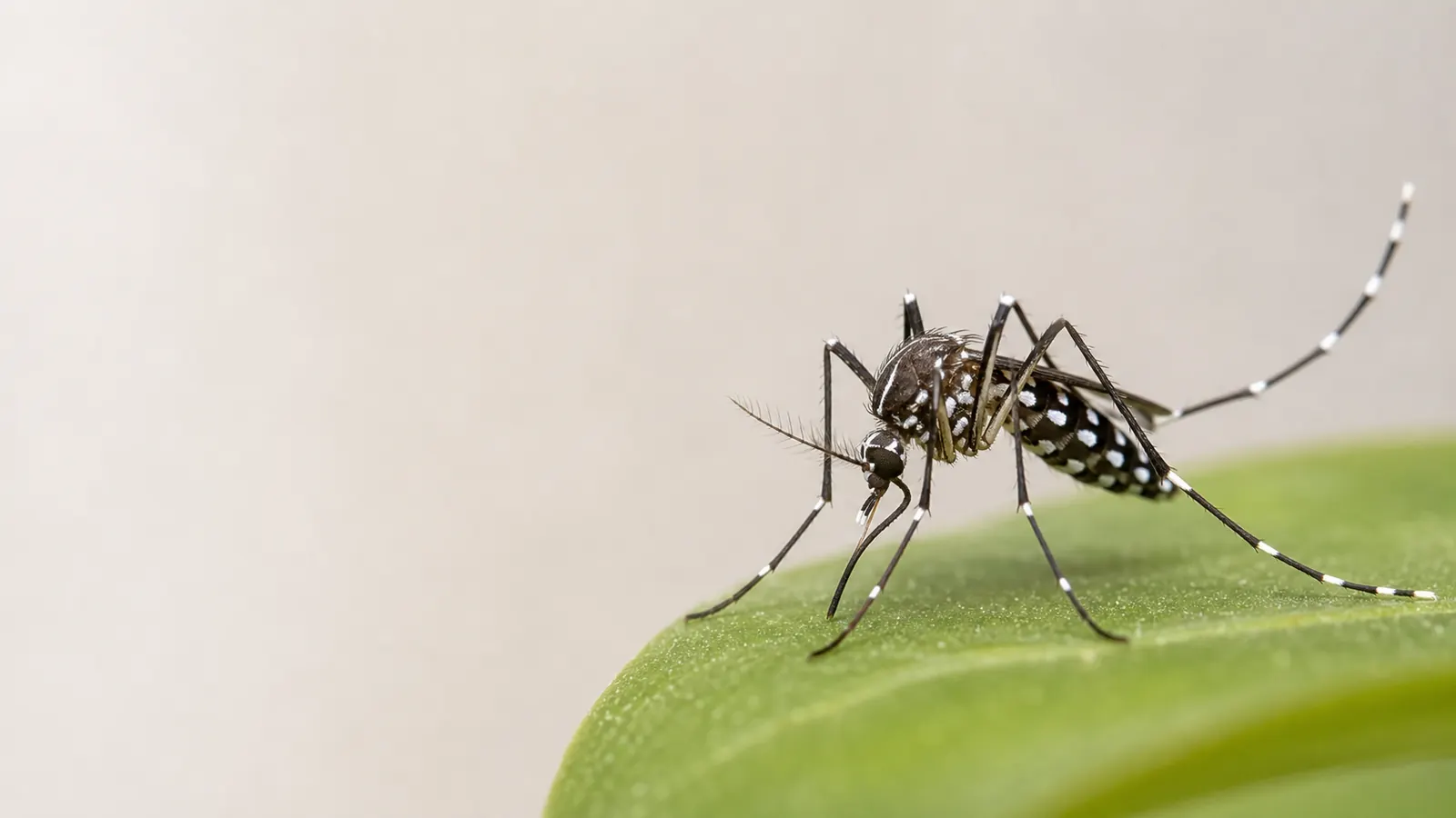 Mosquito tigre