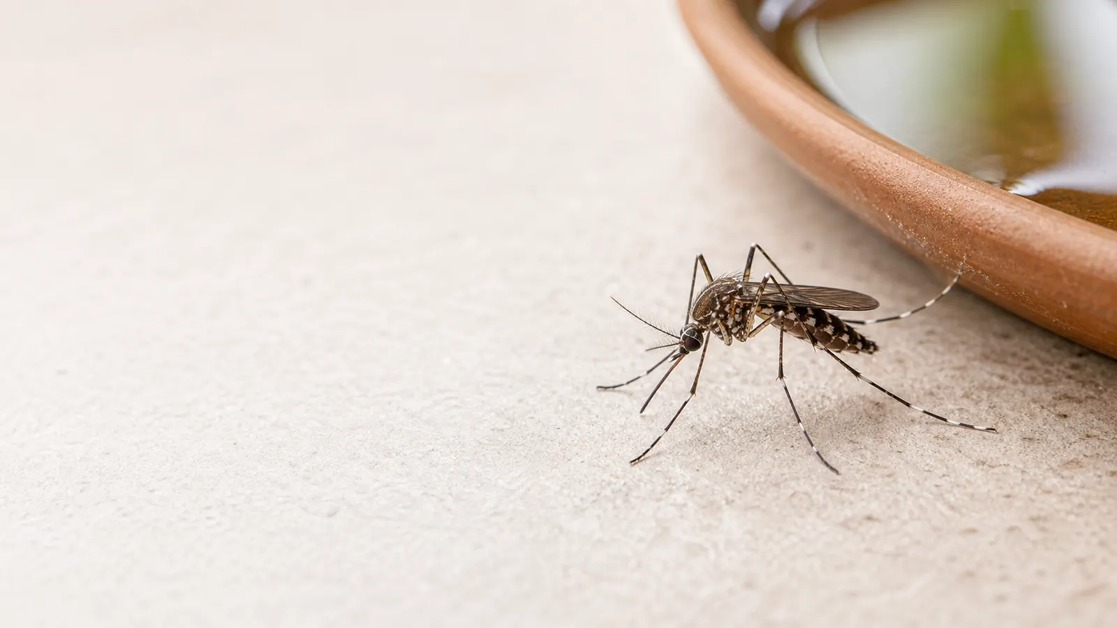 Mosquitos en Valencia